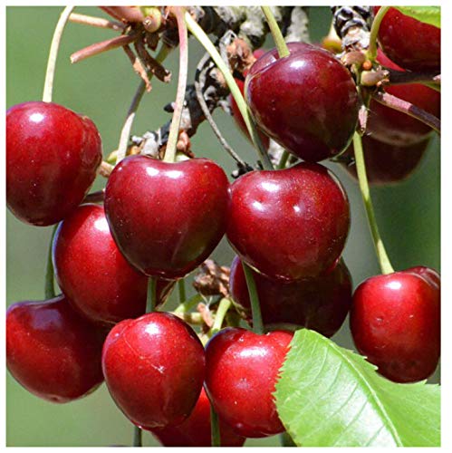 Burlat frühe Süßkirsche süß aromatisch robust Kirsche Zwergbaum ca. 110-140 cm 7,5 L Topfballen GiSelA5 einjg.