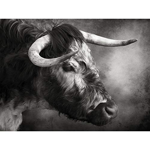 Wee Blue Coo Foto-Tierporträt Horn Stierkopf Leinwanddruck