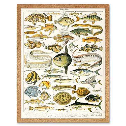 Millot Encyclopedia Page Variety Sea Fish Art Print Framed Poster Wall Decor 12x16 inch Seite FISCH Wand Deko