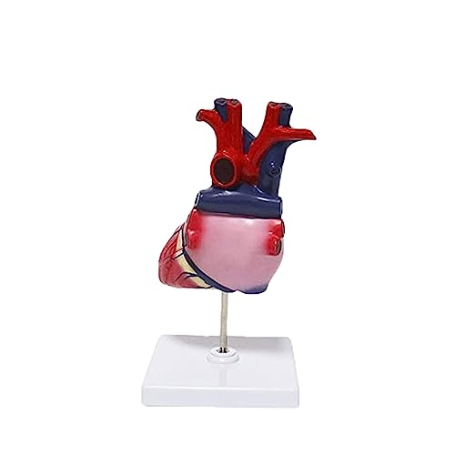 BJQZX Organmodell Anatomisches Modell Herzmodelle mit Magneten auf Basis für Kardiologie Anatomie Modell