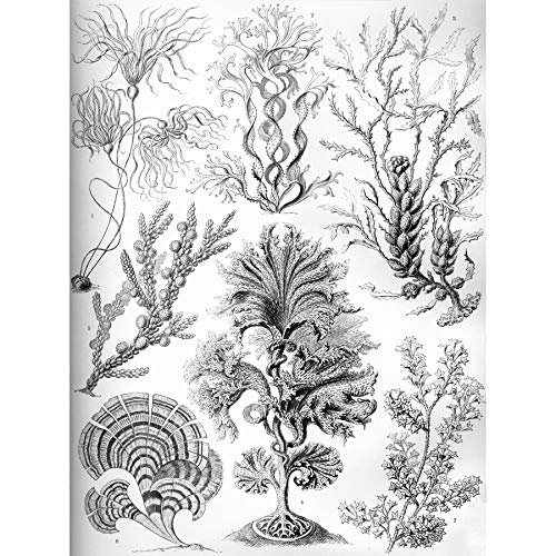 Wee Blue Coo 15. Platte Ernst Haeckel Kunstformen Der Natur Fucoideae Leinwanddruck