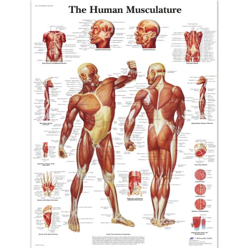 3B Scientific Human Anatomy - Human Musculature Chart, Laminated Version