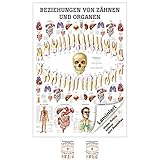 Ruediger Anatomie TA75LAM Beziehungen von Organen und Zähnen Tafel, 70 cm x 100 cm, laminiert