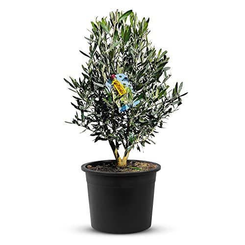 Olivenbaum - 90cm - Olea Europea - Busch