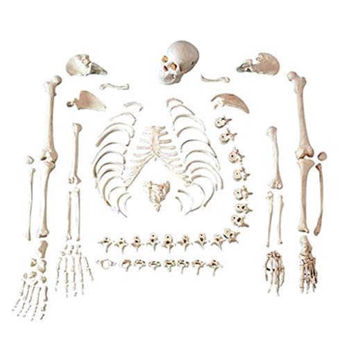 Huili Menschliches Skelett Anatomie Modell - 170cm Menschliches Skelett Modell - Erwachsene lose Bone Medical Skeleton Lehre Modell - Abnehmbarer Menschlicher Knochen Skeleton Modell