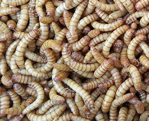 Allterra Mehlwürmer, lebend, 1 kg