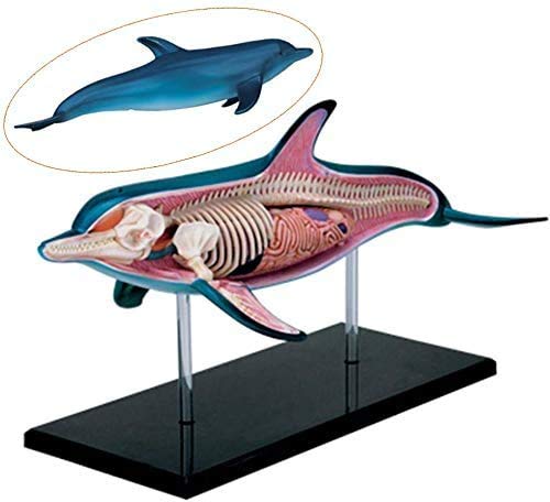 LBYLYH Dolphin Mode Anatomische Organ 18 Abnehmbarer Körper Tiermodell Anatomische Wissenschaft Realistic Animal Medical Educational Modell