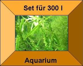 Mühlan Topartikel- 15 Töpfe + 15 Bund Wasserpflanzen, Aquarienpflanze