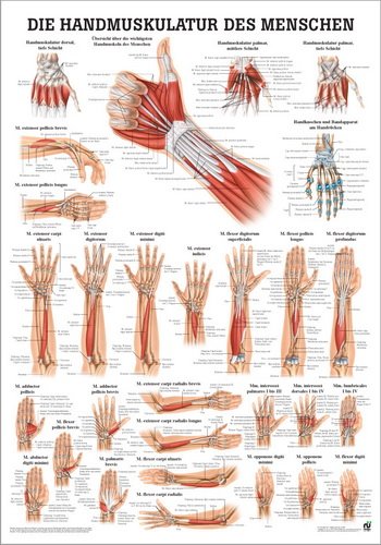 Ruediger Anatomie PO55d Handmuskulatur des Menschen Tafel, 50 cm x 70 cm, Papier