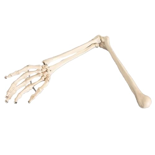 Human Upper Extremb Bone Model - Medical Anatomical Upper Limb Skeleton Model - Educational Arm Bone Scapula Clavicle Model (Links)