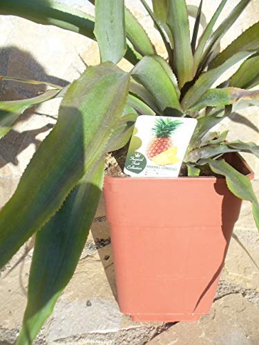 Echte Ananaspflanze Fruchtananas, Ananas comosus 65-75 cm, Piña Essbare Frucht