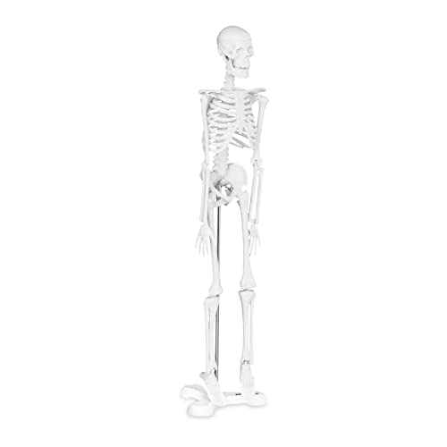 Physa Mini Skelett Anatomie Modell PHY-SK-6 (Kunststoff, Höhe: 45 cm, Maßstab: 1:4, Standfuß)