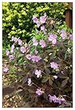 10 x Geranium maculatum 'Espresso' (Winterhart/Stauden/Staude/Mehrjährig/Bodendecker) Dunkelblättriger Storchschnabel/Storchenschnabel - absolute Rarität - Sehr Bienenfreundlich - von Stauden Gänge