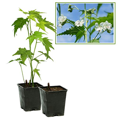 Sidapflanze, Virginiamalve: bot. Sida heramphrodita, Bienenweide & Energie-Pflanze, Bienen-Futter-Pflanze, langblühend (10, 9-cm-Topf)