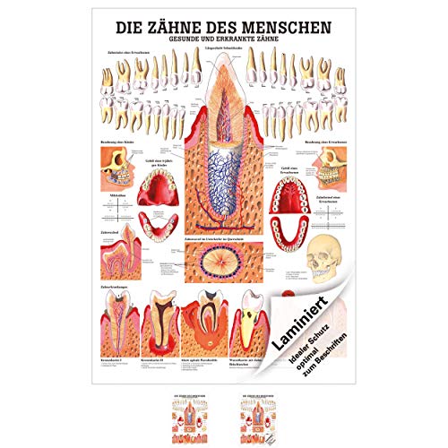 Gesunde Zähne Lehrtafel Anatomie 100x70 cm medizinische Lehrmittel