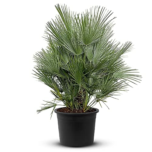 Zwergpalme - 140-160cm, Chamaerops humilis - A+