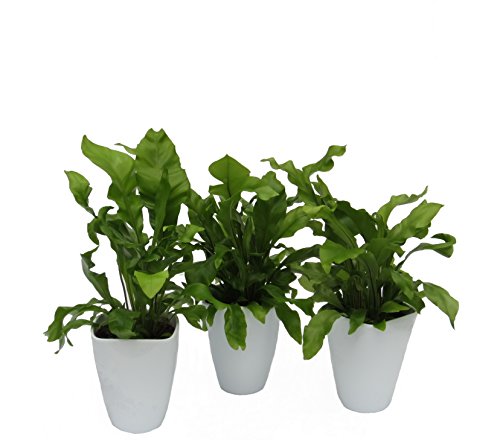 Dominik Blumen und Pflanzen, Zimmerpflanzen Nestfarn "Asplenium nidus", 3 Pflanzen, circa 15 cm hoch, 13 cm Topf und Dekotopf, weiß / grün