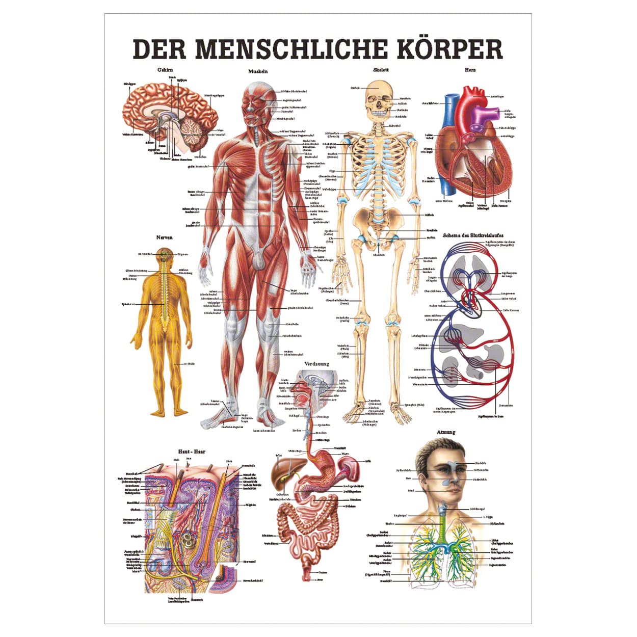 Rüdiger Der menschliche Körper Lehrtafel Anatomie 100x70 cm medizinische Lehrmittel