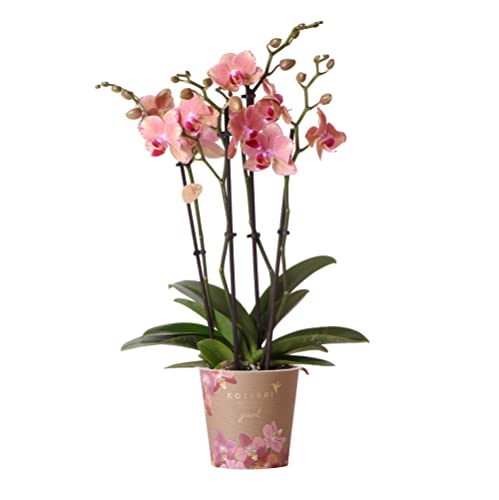 Kolibri Orchids | Orange rosa Phalaenopsis Orchidee - Jewel Pirate Picotee - Topfgröße Ø12cm blühende Zimmerpflanze - frisch vom Züchter
