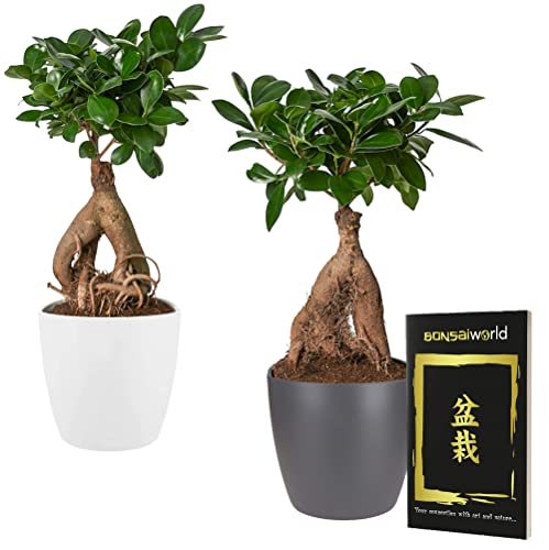 Bonsaiworld Bonsai Baum Ginseng 2er Set + 4 Töpfe (2 Anthrazit und 2 Weiß) - Yin & Yang - Bonsai Pflanze (Höhe: ca. 30 cm), Topf 14 cm - Inklusive Bonsai Buch - Zimmerpflanzen Aus eigen Gärtnerei