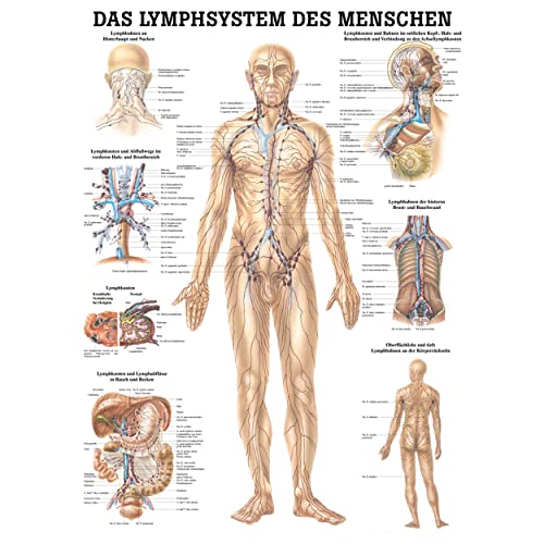 Rüdiger Lymphsystem Poster Anatomie 70x50 cm medizinische Lehrmittel