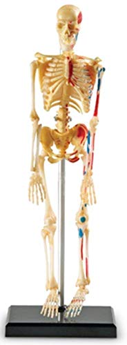 Menschliches Skeleton Modell durch Learning Resources