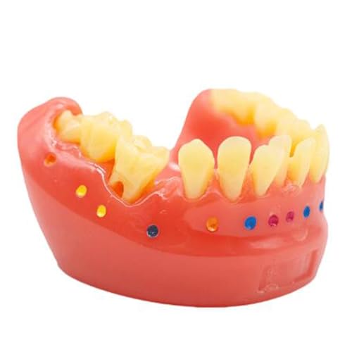 Kieferorthopädische Lückenbürste Modell Bürsten Zahnseide Praxis Zähne Typodonten Modell für Demonstration Lehre Studium Werkzeug