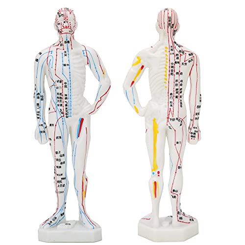 Menschliches Akupunkturmodell, hervorragende Lehrmittel Modell des menschlichen Körpers Akupunkturmodell des menschlichen Körpers für Akupunkturlehrer