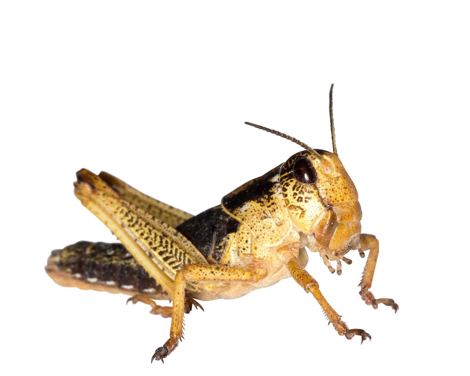 Wanderheuschrecken Heuschrecken Futterinsekten Reptilienfutter (subadult, 100 Stück)