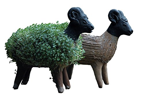 Lassen Sie Ihr eigenes Kresseschaf gedeihen (Inklusive Kressesamen). Fair gehandelt. Handarbeit aus Mexiko. Schaf.