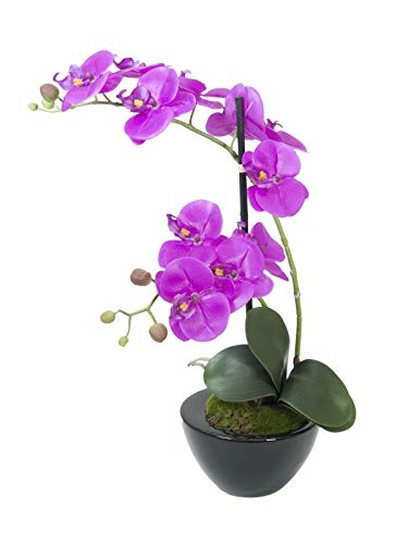 EUROPALMS 82530349 Orchid Arrangement 4, Mehrfarbig, One Size