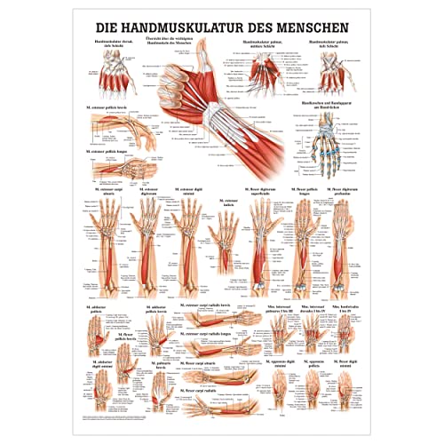 Handmuskulatur Poster Anatomie 70x50 cm medizinische Lehrmittel