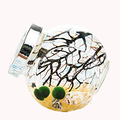 OMEM für Kinder Algen Moos Bälle Samen Glas Aquarium-Terrarium-Set