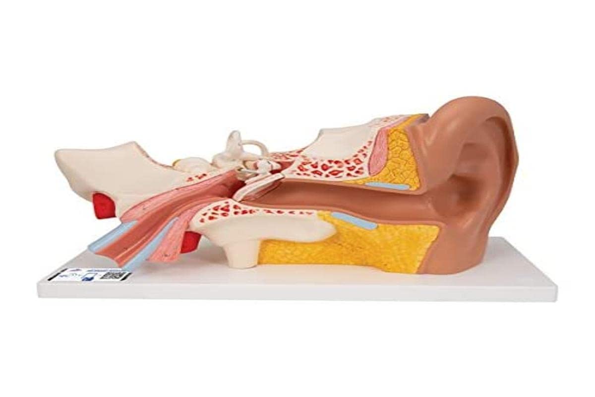 3B Scientific Menschliche Anatomie - Ohr, 3-fache Größe, 4-teilig + kostenlose Anatomie App - 3B Smart Anatomy