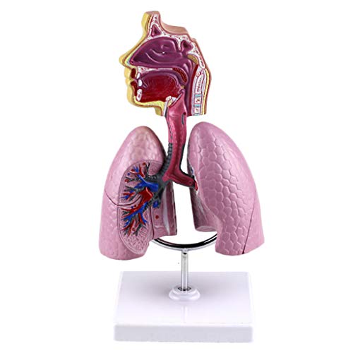 Modell des menschlichen Atmungssystems - menschliche innere Organe Nasopharyngeale Anatomie Atmung Lungenstruktur Modell Abnehmbares menschliches Organ Anatomisches Anatomiemodell