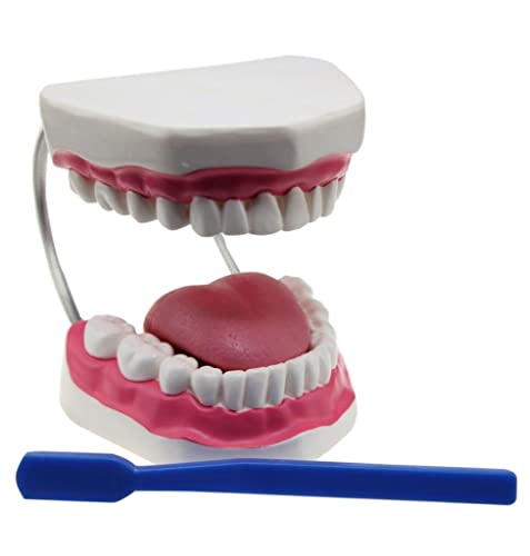 Edu-Science 03089 Giant Dental Care Teeth Model