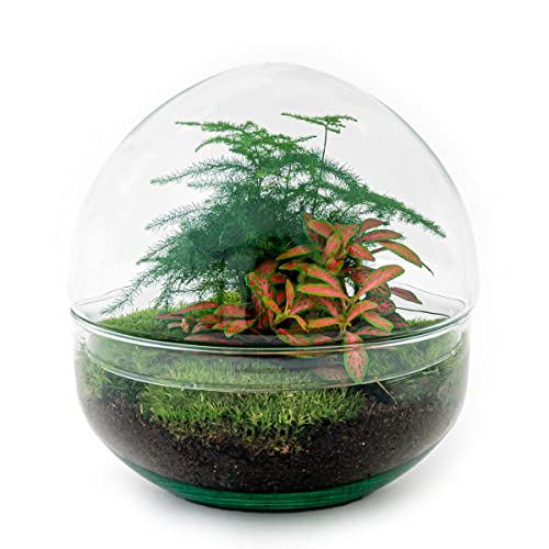 Flaschengarten • Dome Rot • Ökosystem mit Pflanzen im Glas • ↑ 20 cm - urbanjngl