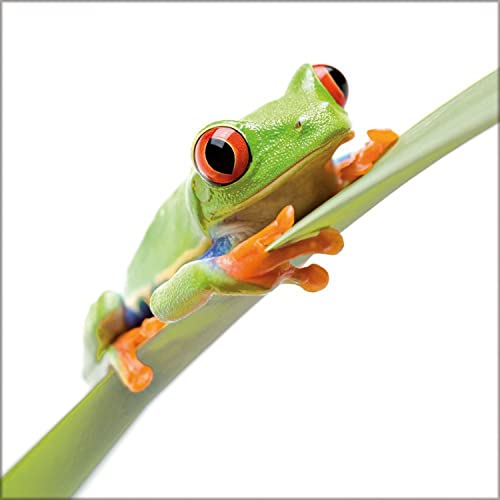 artissimo Glasbild Mini Frog II 30 x 30 cm
