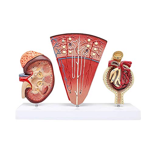 FHUILI Anatomische Nieren Modell - Human Organ Anatomie Modell Nieren-Modell mit Nephron glomeruläre Harnapparat Medical Modell - für Medizinische Ausbildung Ausbildungshilfe