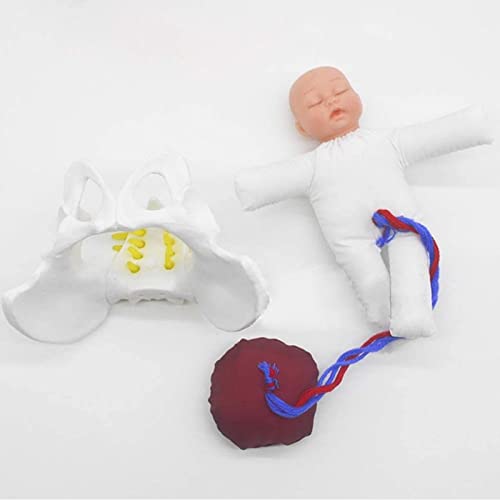 GOOBIX Mini-Geburtspuppen-Modell-Set Mit Fötus-Nabelschnur-Plazenta-mit Weiblichem Becken Und Baby-Hebammen-Trainingsmodell Für Studienanzeige, Medizinisches Modell