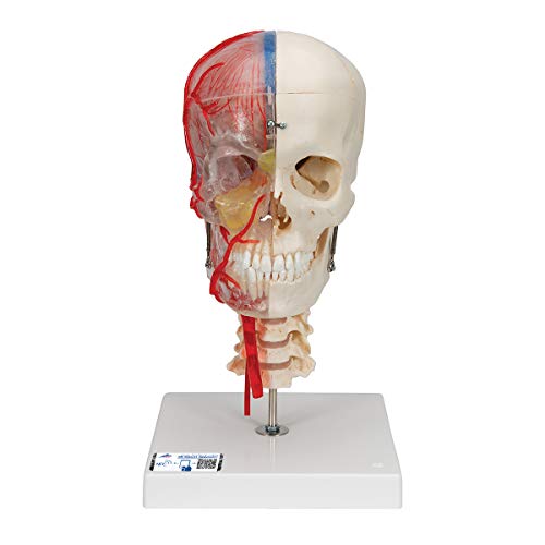 3B Scientific Menschliche Anatomie - Systemschädelmodell, 7-tlg. - 3B Smart Anatomy