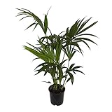 Dominik Blumen und Pflanzen, Zimmerpflanzen Kentia-Palme, Howea forsteriana, 1 Pflanze, 3 l Topf, ca.60-80 cm hoch