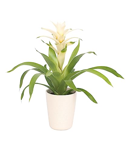 Dehner Guzmanie Deseo White, Guzmania, exotische Blühpflanze mit Übertopf, weiße Blüte, ca. 35 cm, Ø Topf 13 cm, Zimmerpflanze