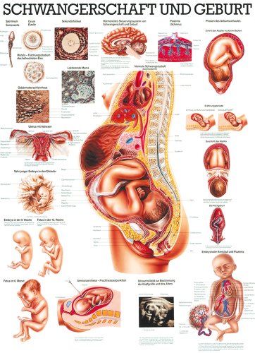 Ruediger Anatomie TA18 Schwangerschaft und Geburt Tafel, 70 cm x 100 cm, Papier