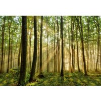papermoon Vlies- Fototapete Digitaldruck 350 x 260 cm, Forest