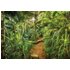 Komar Fototapete jungle Trail 368 x 254 cm