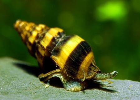 Garnelio - Raubschnecke - Anentome Helena - 50er Gruppe - natürliche Schneckenfalle