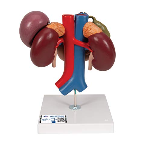 3B Scientific menschliche Anatomie - Nieren mit Hinteren Oberbauchorganen, 3-teilig - 3B Smart Anatomy