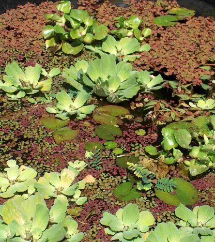 Mühlan - Schwimmpflanzenmix für Miniteiche, Kleinteiche, insgesamt 40 kleine Schwimmpflanzen je 1 Portion Muschelblumen, Büschelfarn, Froschbiss, Wasserwolfsmilch