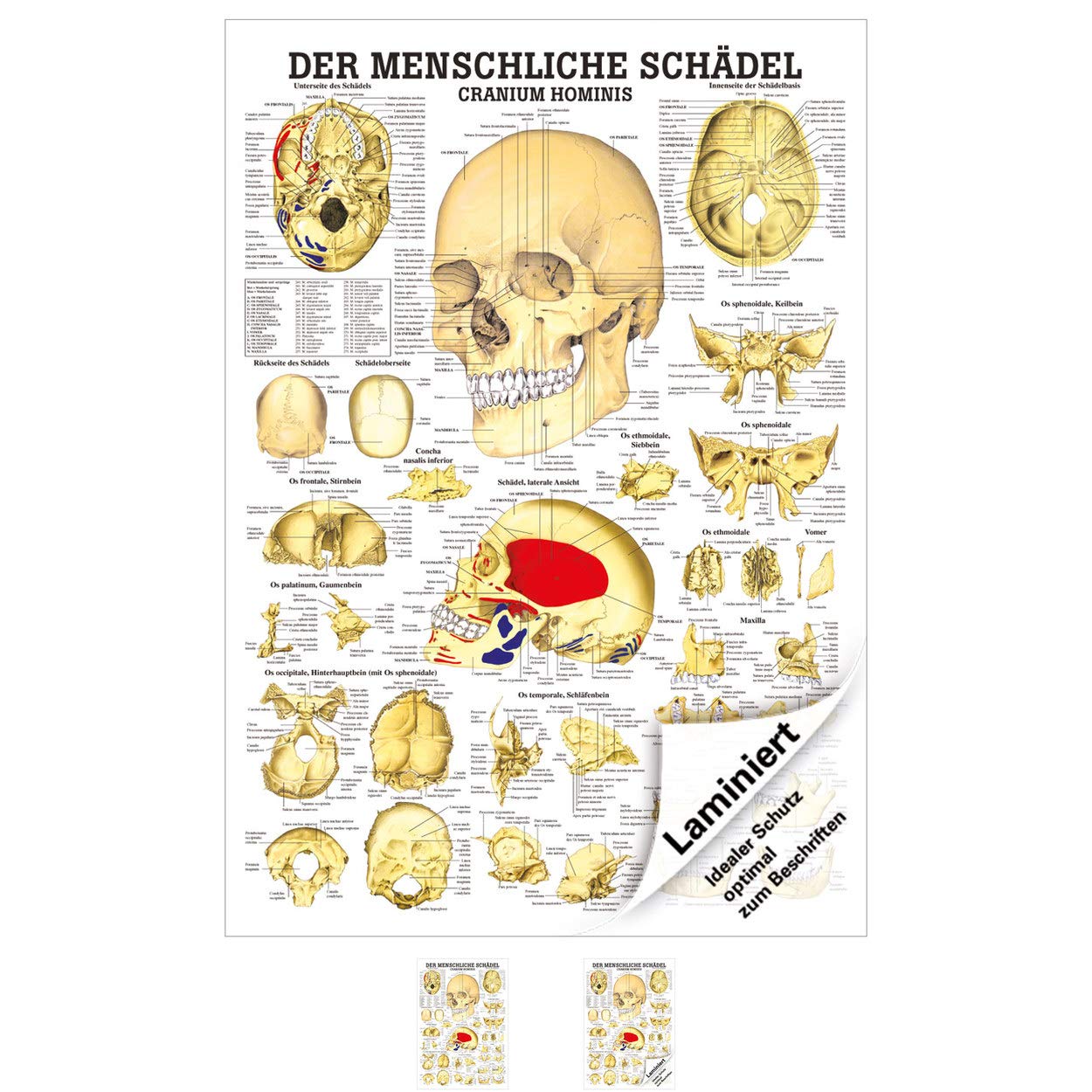 Rüdiger Der Schäde Lehrtafel Anatomie 100x70 cm medizinische Lehrmittel